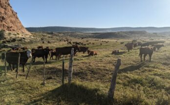 cows on a ranch