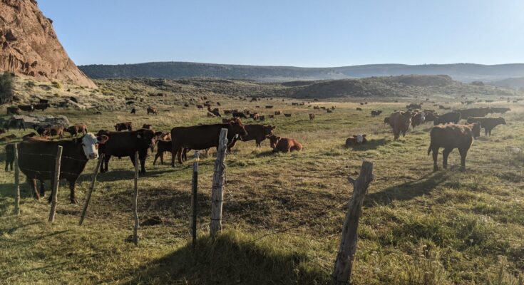 cows on a ranch